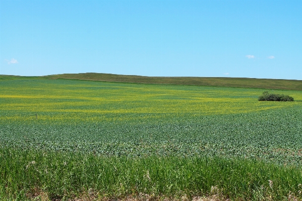 Landscape nature grass horizon Photo