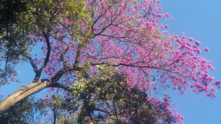 Foto Pohon alam cabang mekar