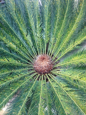 Foto Albero natura pianta palma