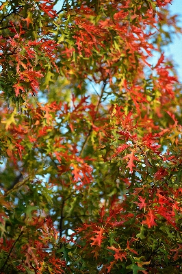 Tree nature branch plant Photo