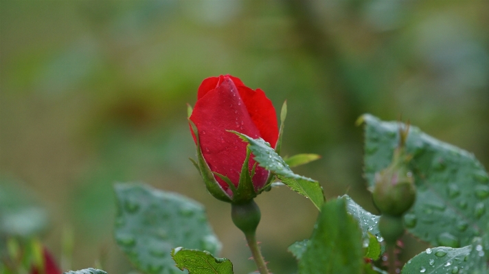 Nature blossom plant photography Photo