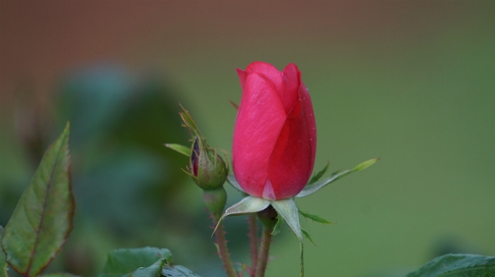 Nature plant leaf flower Photo