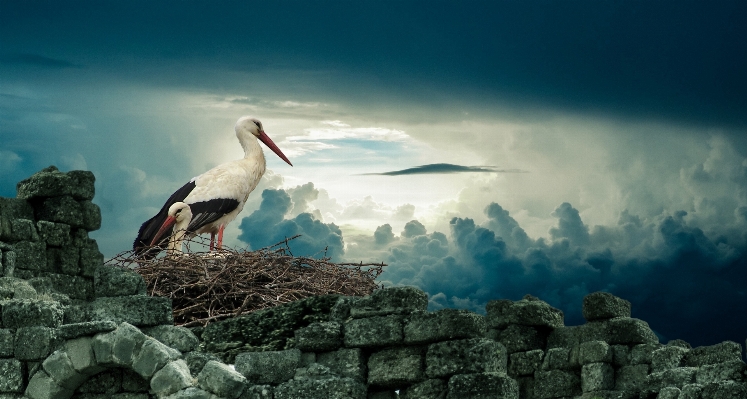 海 自然 アウトドア 鳥 写真