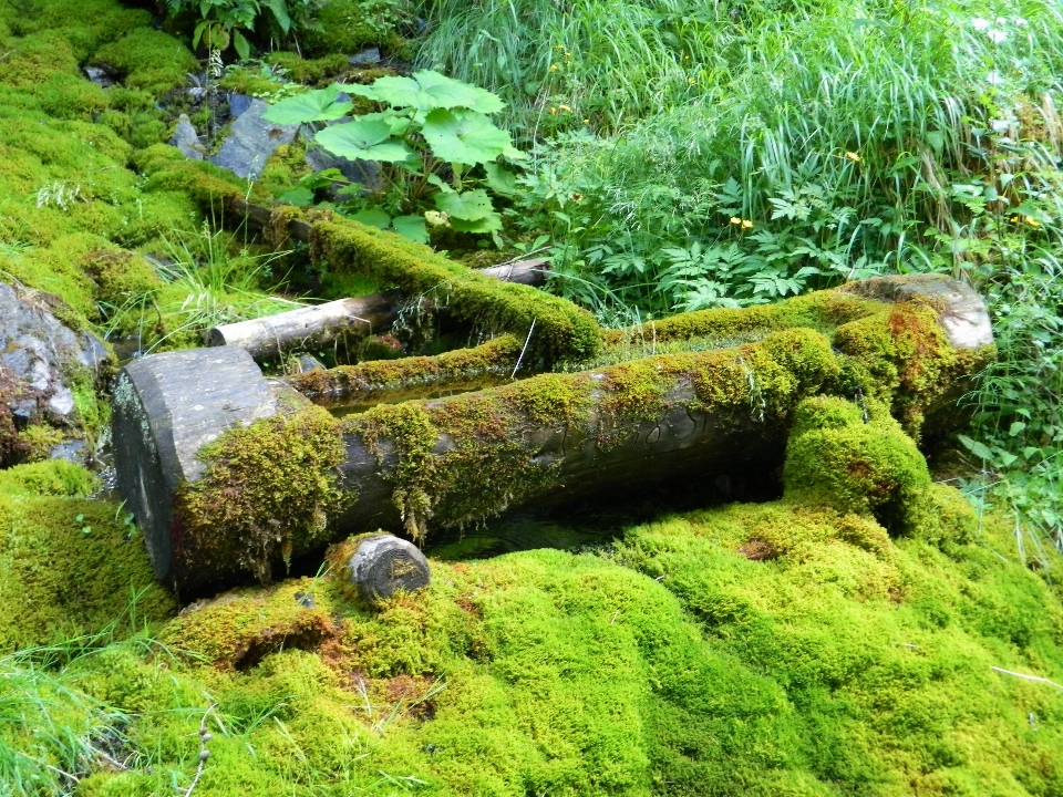 Water plant moss pond