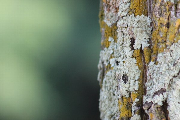 Tree nature forest branch Photo