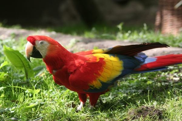 Foto Alam mekar burung putih