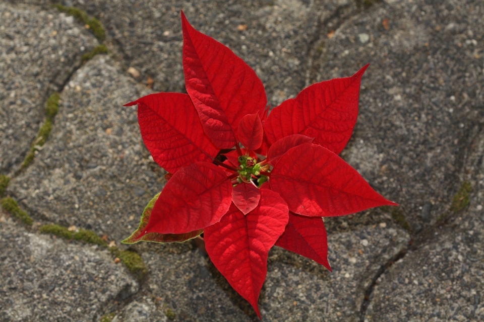 Baum natur anlage blatt