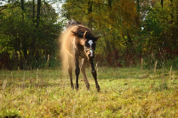 Meadow pasture grazing horse Photo