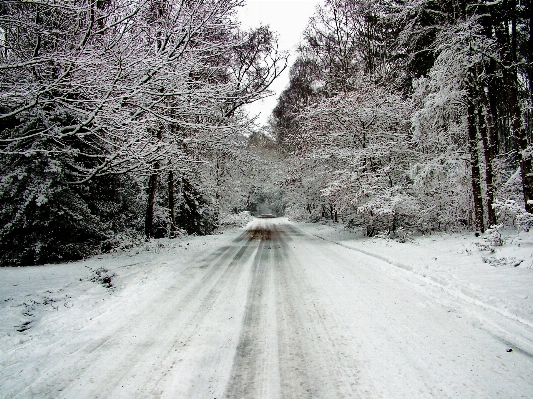 Tree nature forest snow Photo