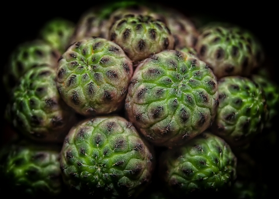 Nature prickly cactus plant Photo