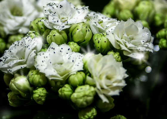 Blossom plant white flower Photo