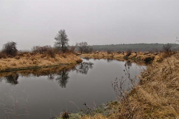 Landscape tree water nature Photo