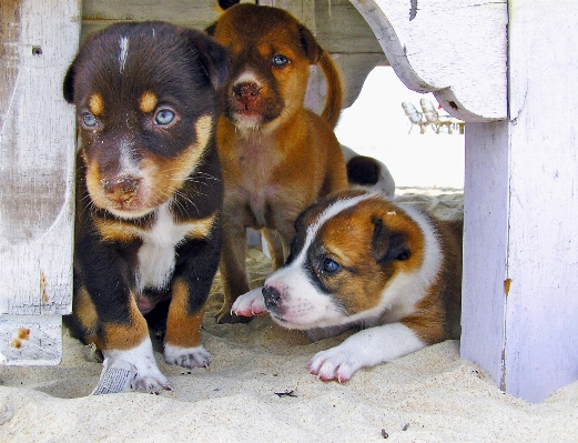 Foto Pantai manis anak anjing