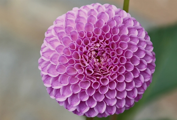 花 植物 写真撮影 紫 写真