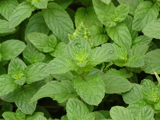 自然 植物 花 绿色的 照片