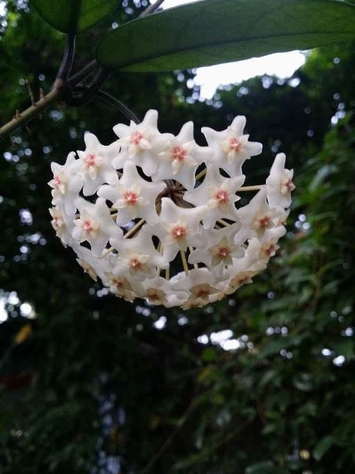 Tree branch blossom plant