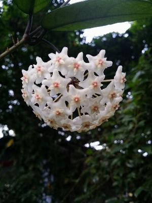 Foto Pohon cabang mekar tanaman