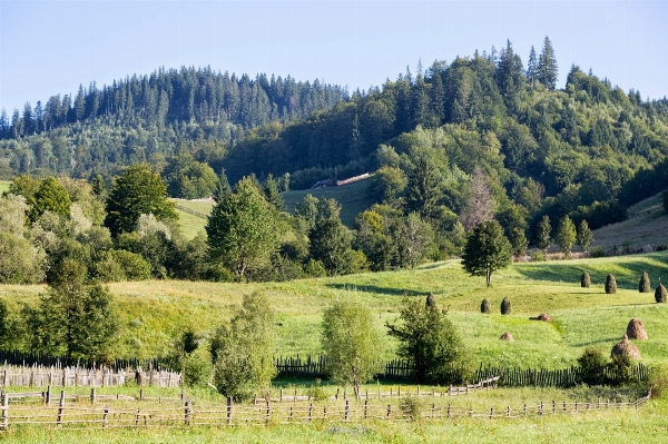 Landscape tree nature wilderness Photo