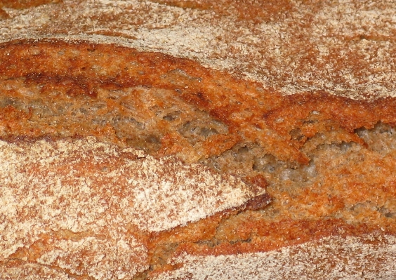 形成 食べ物 土壌 農業 写真