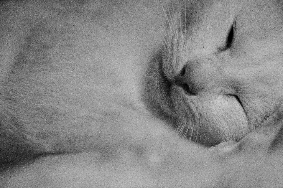 En blanco y negro
 fotografía gatito