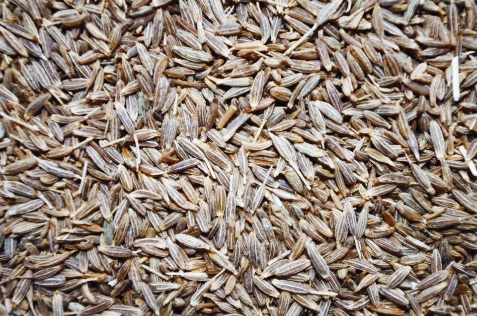 Plant barley dish food