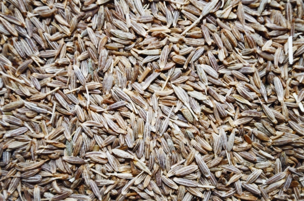 Plant barley dish food Photo