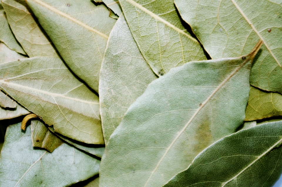 Planta hoja flor verde