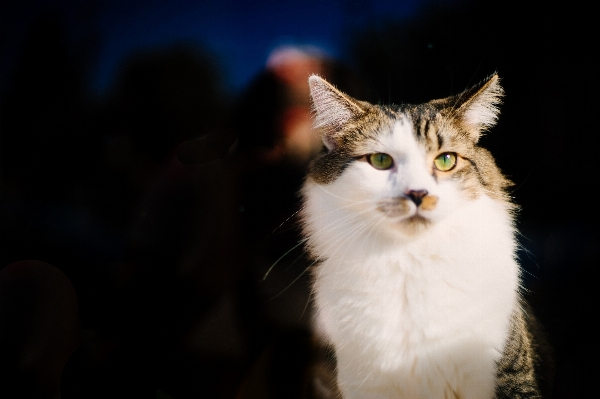 甘い 動物 かわいい 見ている 写真