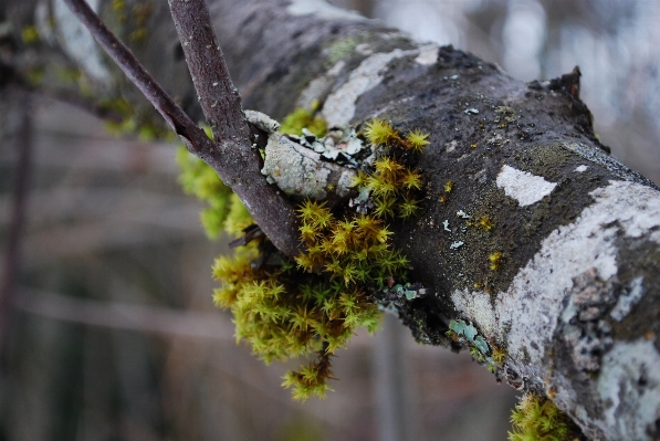 Tree nature forest branch Photo