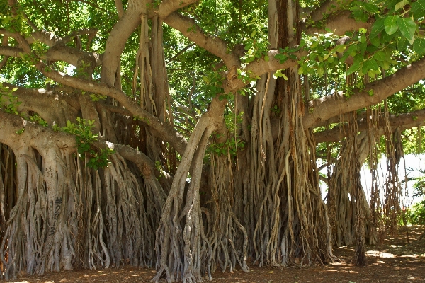 Tree plant trunk jungle Photo