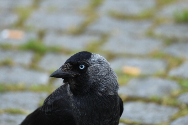 Foto Alam cabang burung margasatwa