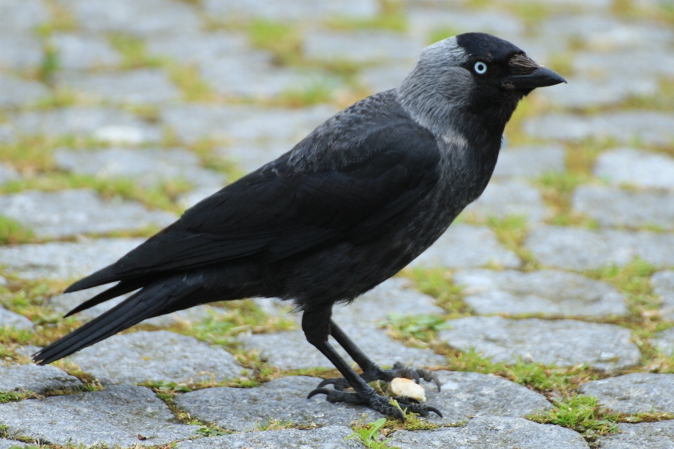 Vogel tierwelt schnabel schwarz