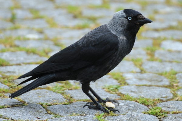 Foto Burung margasatwa paruh hitam