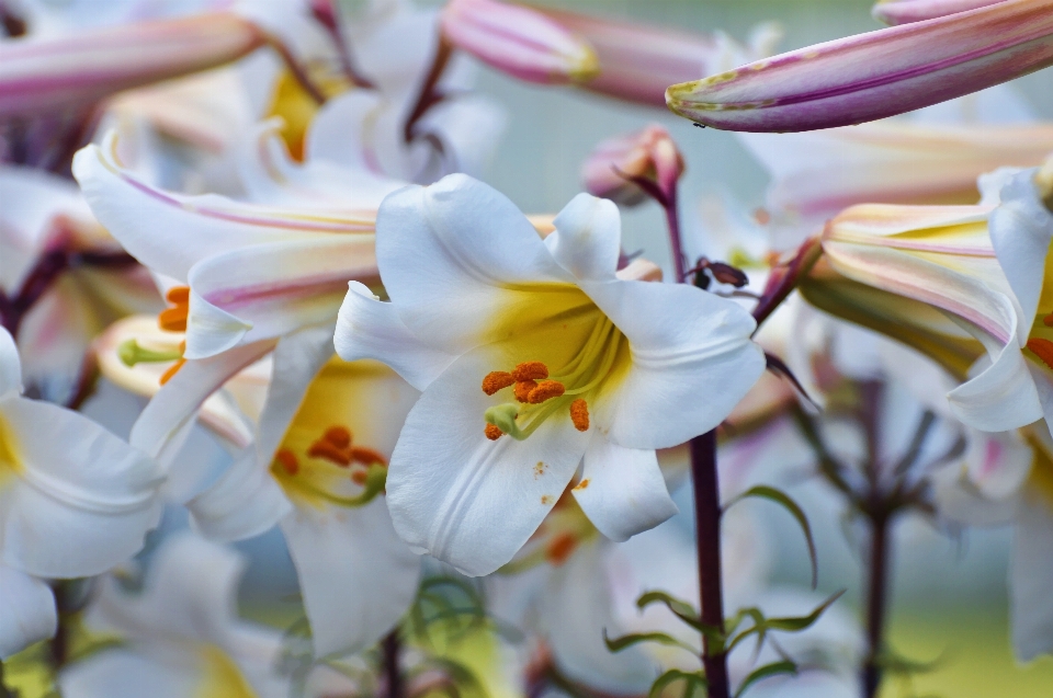 Blüte anlage weiss blume