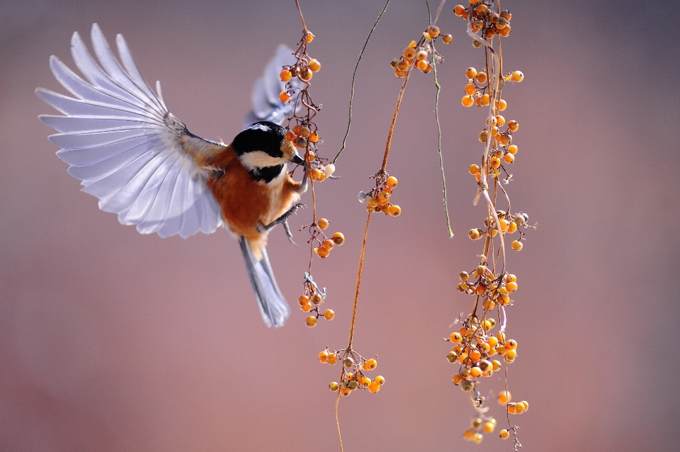 Nature branch blossom bird