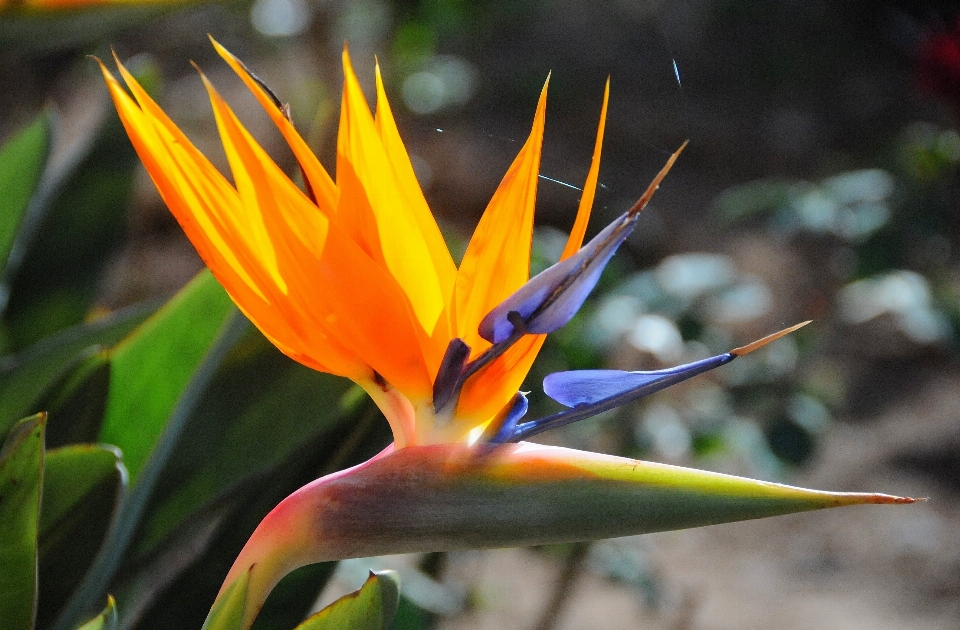 Naturaleza planta luz de sol hoja