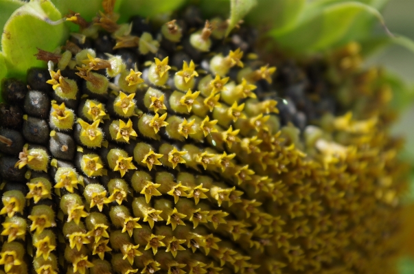 Plant flower pollen produce Photo