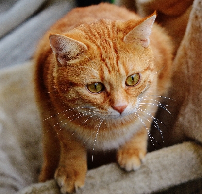 Foto Manis satwa imut-imut peliharaan