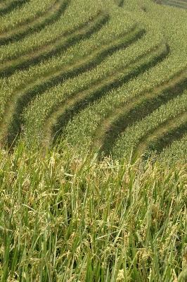 Landscape grass plant field Photo