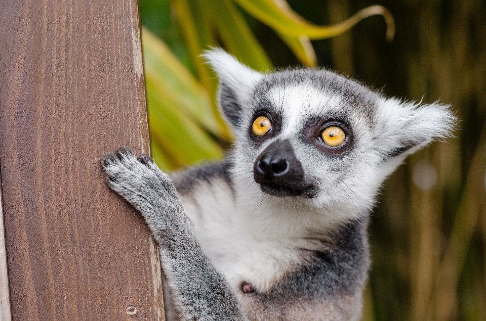 Natur suchen tierwelt zoo