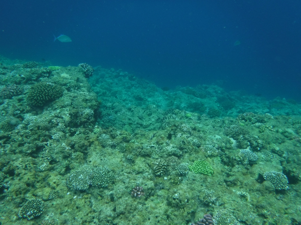 海 海洋 ダイビング 水中