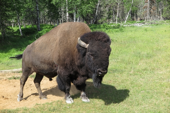 Nature animal wildlife zoo Photo