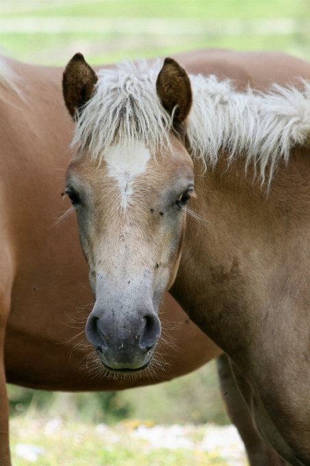 Animal pasto
 cavalo mamífero