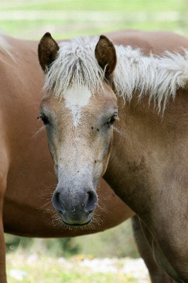 Foto Animal pastar
 caballo mamífero