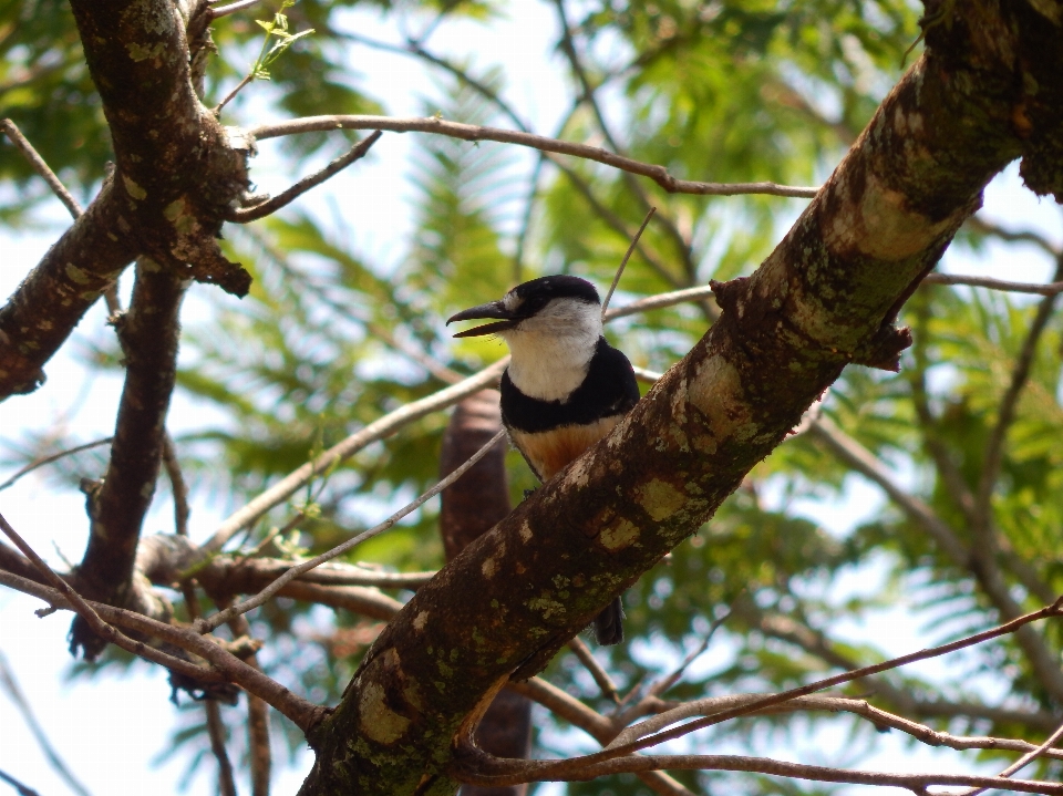 árbol naturaleza rama pájaro