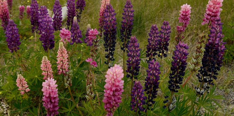 Nature blossom plant field Photo