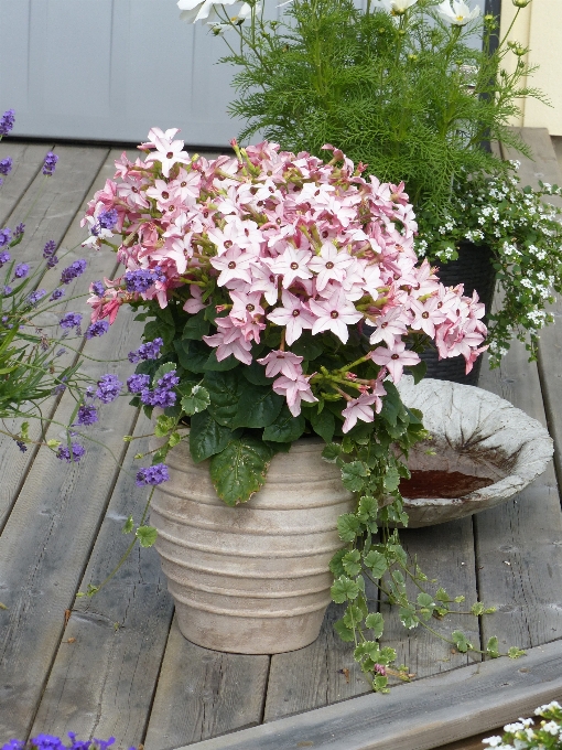 植物 花 锅 夏天