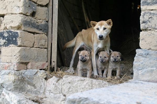 Foto Anak anjing mamalia keluarga