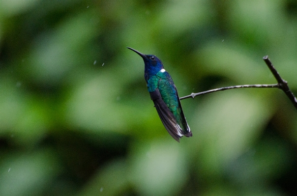 自然 鳥 葉 花 写真