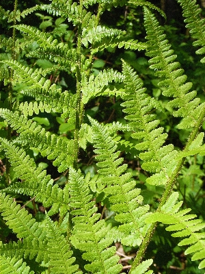 Nature forest plant ground Photo